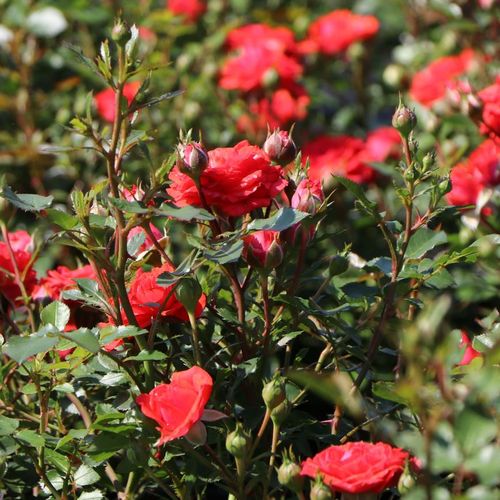 Rosa Zwergenfee 09® - červená - Stromková ruža s drobnými kvetmistromková ruža s kompaktným tvarom koruny